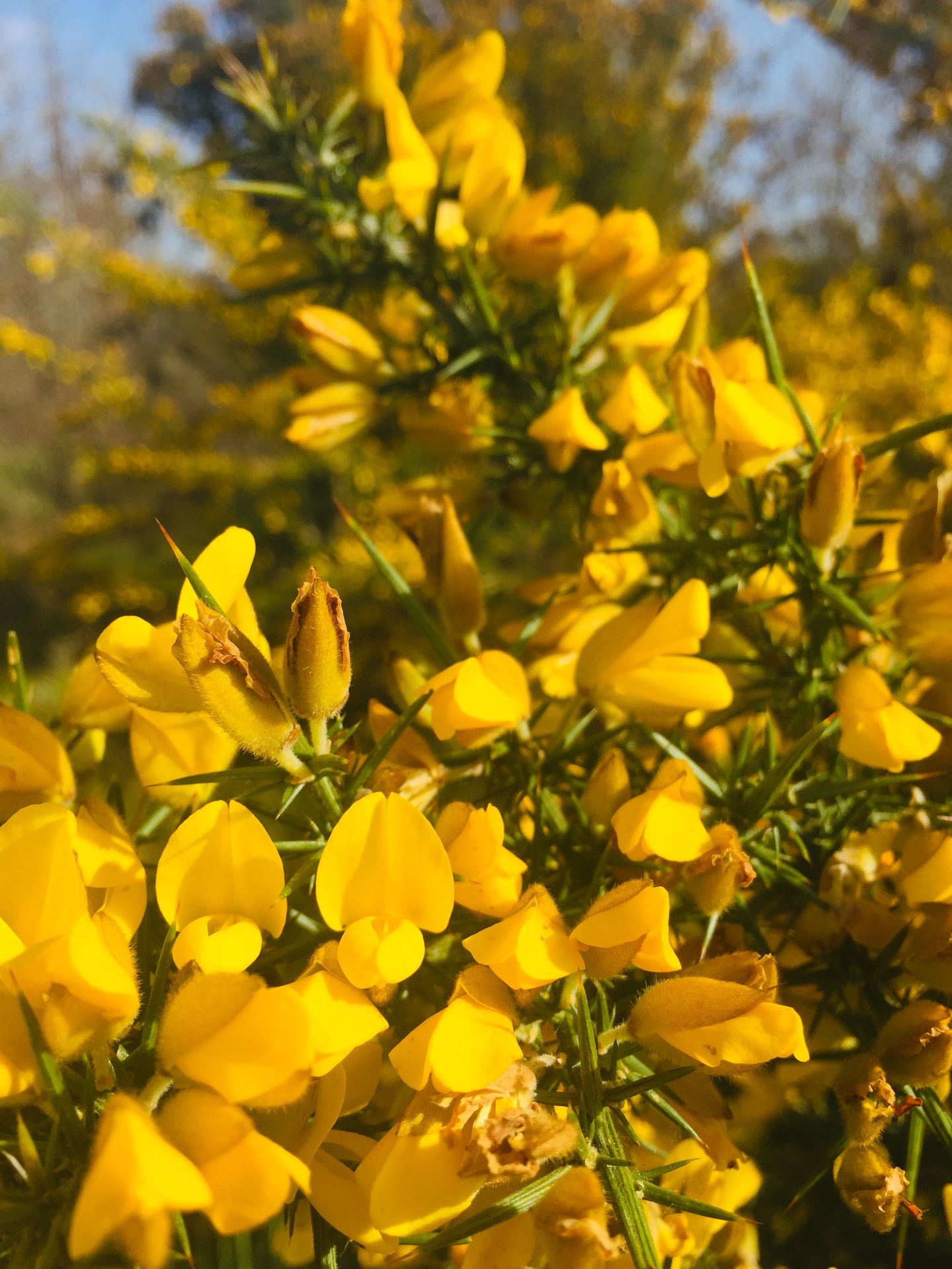 Fleurs jaunes d'ajonc, Gorse, une des fleurs de Bach
